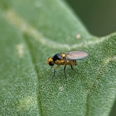 Chloropidae (family) at Holder, ACT - 25 Nov 2023 01:24 PM