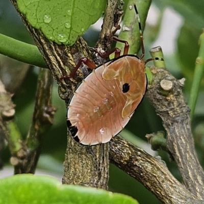 Musgraveia sulciventris (Bronze Orange Bug) at Hawker, ACT - 25 Nov 2023 by sangio7