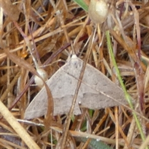 Epidesmia hypenaria at QPRC LGA - 25 Nov 2023