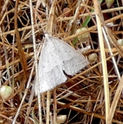 Epidesmia hypenaria at QPRC LGA - 25 Nov 2023