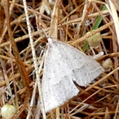 Epidesmia hypenaria at QPRC LGA - 25 Nov 2023