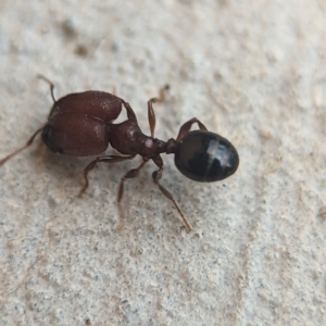 Pheidole sp. (genus) at Holder, ACT - 25 Nov 2023