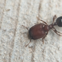 Pheidole sp. (genus) at Holder, ACT - 25 Nov 2023