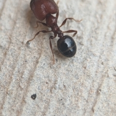 Pheidole sp. (genus) at Holder, ACT - 25 Nov 2023