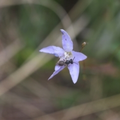 Lasioglossum (Chilalictus) sp. (genus & subgenus) (Halictid bee) at Lyons, ACT - 24 Nov 2023 by ran452