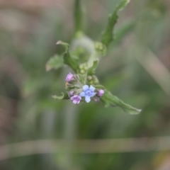 Cynoglossum australe (Australian Forget-me-not) at Lyons, ACT - 23 Nov 2023 by ran452