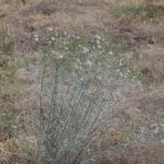 Senecio quadridentatus (Cotton Fireweed) at Lyons, ACT - 24 Nov 2023 by ran452