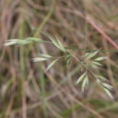 Rytidosperma sp. (Wallaby Grass) at Lyons, ACT - 23 Nov 2023 by ran452