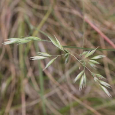 Rytidosperma (genus) (Wallaby Grass) at Lyons, ACT - 24 Nov 2023 by ran452