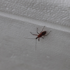 Gminatus australis (Orange assassin bug) at Lyons, ACT - 24 Nov 2023 by ran452