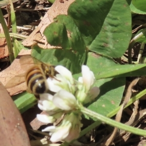 Apis mellifera at Telopea Park (TEL) - 22 Nov 2023