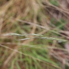 Rytidosperma sp. (Wallaby Grass) at Lyons, ACT - 24 Nov 2023 by ran452