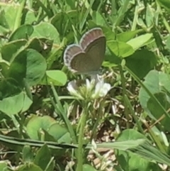 Zizina otis (Common Grass-Blue) at Telopea Park (TEL) - 22 Nov 2023 by RobParnell