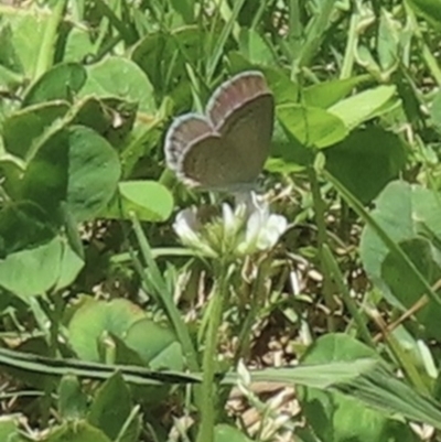 Zizina otis (Common Grass-Blue) at Barton, ACT - 22 Nov 2023 by RobParnell