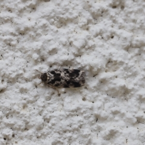 Barea eucapnodes at Lyons, ACT - 25 Nov 2023 01:28 AM