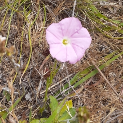 Convolvulus angustissimus subsp. angustissimus (Australian Bindweed) at Campbell, ACT - 25 Nov 2023 by annmhare