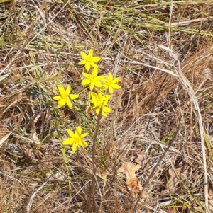 Tricoryne elatior at Ainslie, ACT - 25 Nov 2023