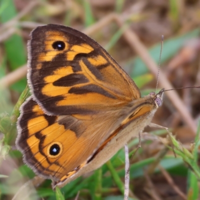 Heteronympha merope (Common Brown Butterfly) at Wodonga - 24 Nov 2023 by KylieWaldon