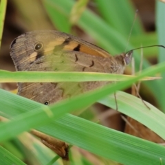 Heteronympha merope at WREN Reserves - 25 Nov 2023