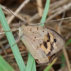 Heteronympha merope at WREN Reserves - 25 Nov 2023 09:52 AM