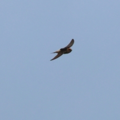 Petrochelidon ariel (Fairy Martin) at Wodonga - 24 Nov 2023 by KylieWaldon