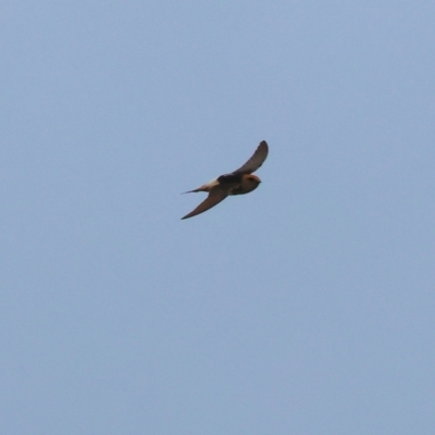 Petrochelidon ariel (Fairy Martin) at Wodonga - 24 Nov 2023 by KylieWaldon