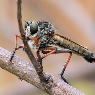 Unidentified Robber fly (Asilidae) at WREN Reserves - 25 Nov 2023 by KylieWaldon