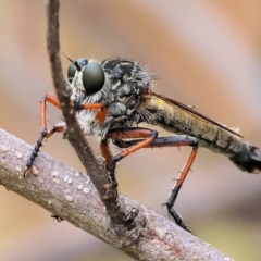 Unidentified Robber fly (Asilidae) at Wodonga, VIC - 24 Nov 2023 by KylieWaldon