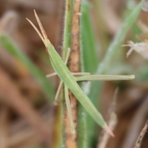 Acrida conica at WREN Reserves - 25 Nov 2023 09:59 AM