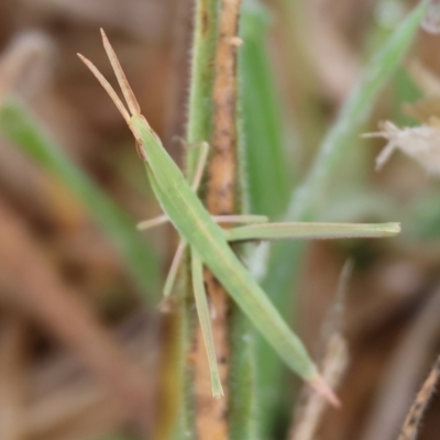 Acrida conica (Giant green slantface) at Wodonga, VIC - 24 Nov 2023 by KylieWaldon