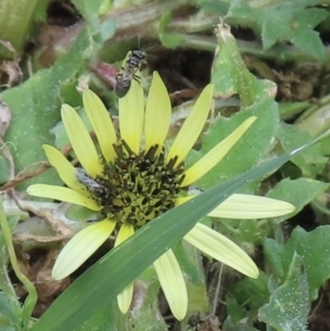 Lasioglossum sp. (genus) at Telopea Park (TEL) - 22 Nov 2023