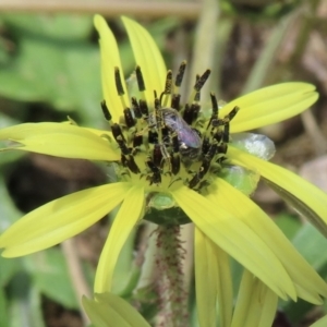 Lasioglossum sp. (genus) at Telopea Park (TEL) - 22 Nov 2023 01:44 PM