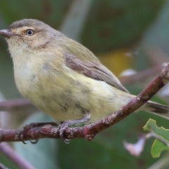 Smicrornis brevirostris (Weebill) at Wodonga, VIC - 25 Nov 2023 by KylieWaldon