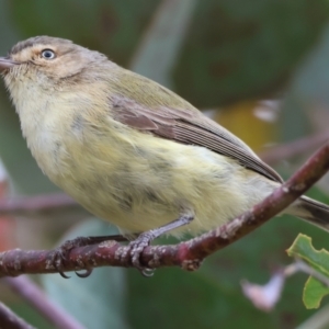 Smicrornis brevirostris at Wodonga, VIC - 25 Nov 2023 10:02 AM