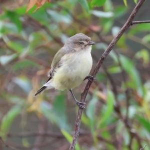 Smicrornis brevirostris at Wodonga, VIC - 25 Nov 2023 10:02 AM