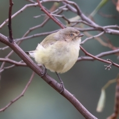 Smicrornis brevirostris at Wodonga, VIC - 25 Nov 2023