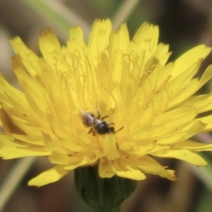 Lasioglossum (Chilalictus) sp. (genus & subgenus) at Telopea Park (TEL) - 22 Nov 2023