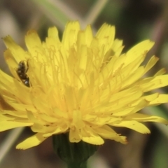 Lasioglossum (Chilalictus) sp. (genus & subgenus) at Telopea Park (TEL) - 22 Nov 2023