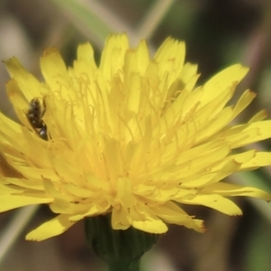 Lasioglossum (Chilalictus) sp. (genus & subgenus) at Telopea Park (TEL) - 22 Nov 2023