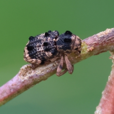 Aades cultratus (Weevil) at WREN Reserves - 24 Nov 2023 by KylieWaldon