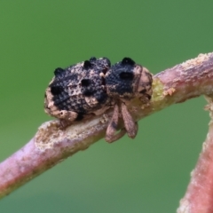Unidentified Weevil (Curculionoidea) at WREN Reserves - 24 Nov 2023 by KylieWaldon