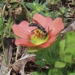 Unidentified Flower wasp (Scoliidae or Tiphiidae) at Telopea Park (TEL) - 22 Nov 2023 by RobParnell