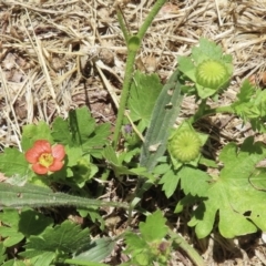 Modiola caroliniana (Red-flowered Mallow) at Telopea Park (TEL) - 22 Nov 2023 by RobParnell