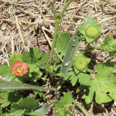 Modiola caroliniana (Red-flowered Mallow) at Barton, ACT - 22 Nov 2023 by RobParnell