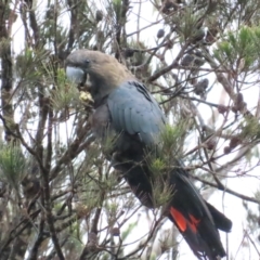 Calyptorhynchus lathami lathami (Glossy Black-Cockatoo) at QPRC LGA - 25 Nov 2023 by BenW