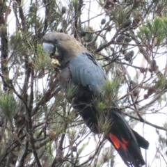 Calyptorhynchus lathami lathami (Glossy Black-Cockatoo) at Mulloon, NSW - 24 Nov 2023 by BenW