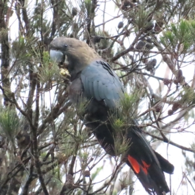 Calyptorhynchus lathami lathami (Glossy Black-Cockatoo) at QPRC LGA - 25 Nov 2023 by BenW