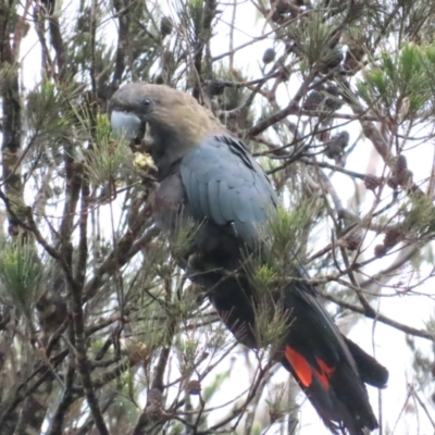 Calyptorhynchus lathami lathami (Glossy Black-Cockatoo) at QPRC LGA - 24 Nov 2023 by BenW