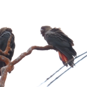 Calyptorhynchus lathami lathami at QPRC LGA - suppressed