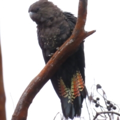 Calyptorhynchus lathami lathami at QPRC LGA - 25 Nov 2023